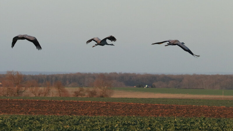 IMG_2018 - Copie