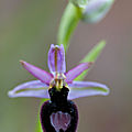 A la découverte des orchidées de la Drôme : l'<b>Ophrys</b> x neowalteri