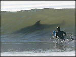 surf_requin
