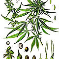 Herbier, les plantes qui soignent - Le Cannabis_1ère partie