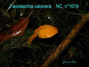 Favolaschia calocera n°1019