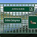 LPO => Grèbes Castagneux