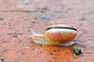 Escargot des jardins • Cepaea hortensis