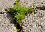 mousse_dallage