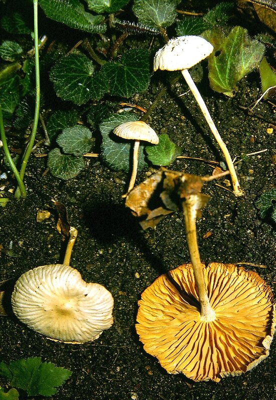 Marasmius maximus 1989 0723