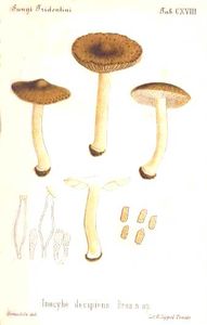 BRESA1881P