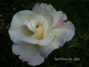 rose_blanche_tdc