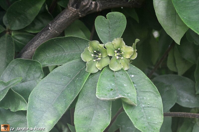 Les grandes serres du Botanisk Have