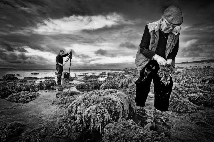 Wild-Irish-Seaweed-harvesting