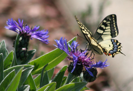 Machaon_4