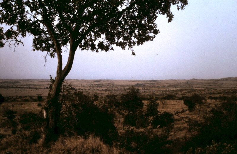amboseli paysage r