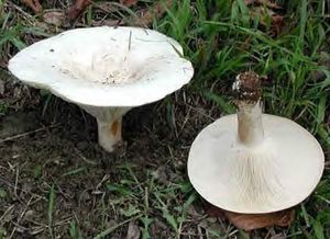Clitocybe_g_ant2
