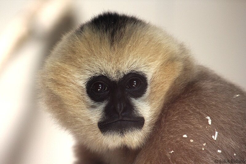 Gibbon blog