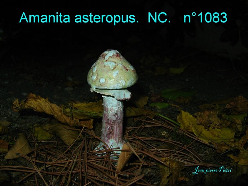 Amanita asteropus n°1083