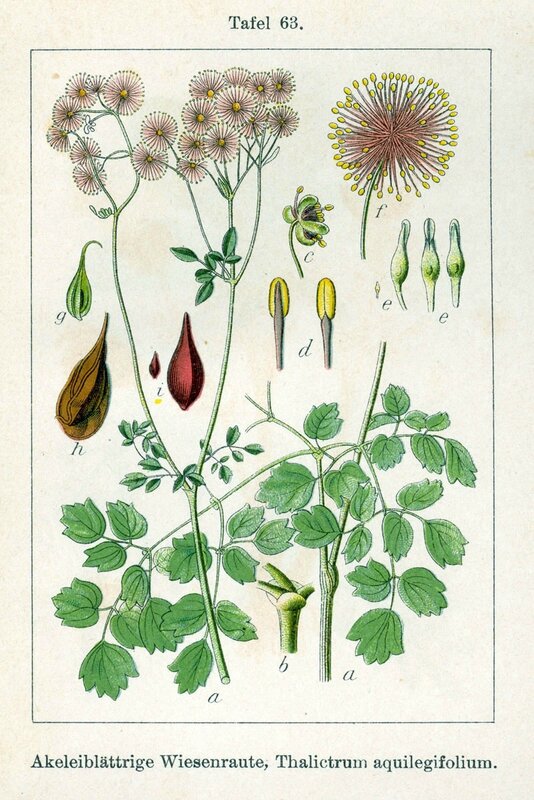 Thalictrum_aquilegifolium_Sturm63