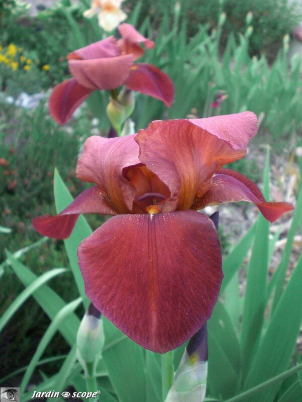Iris Sultan palace