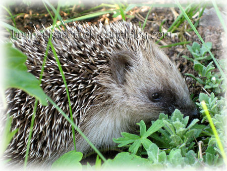 Gentils petits hérissons… recettes Inaya et Sirine nous ouvrent leur porte^^