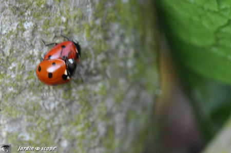 Coccinelles_in_copula