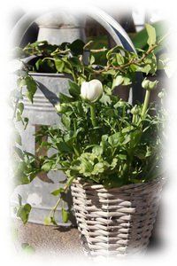 Tendre_maison1