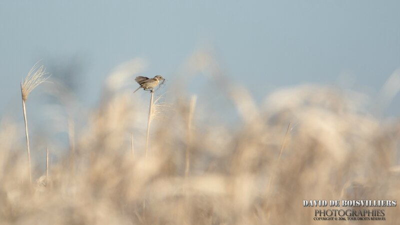 Tarier pâtre ♀ (Saxicola rubicola - European Stonechat) prépare son nid douillet