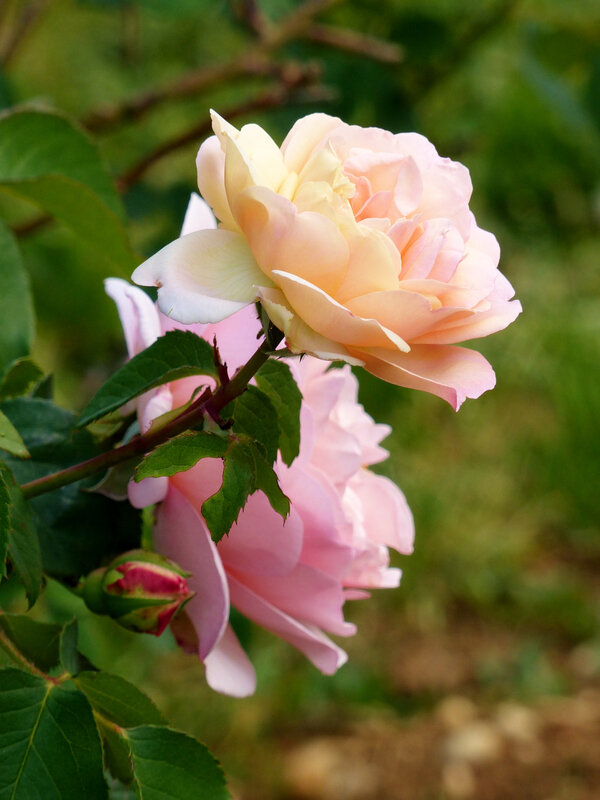 rose paul bocuse (3)