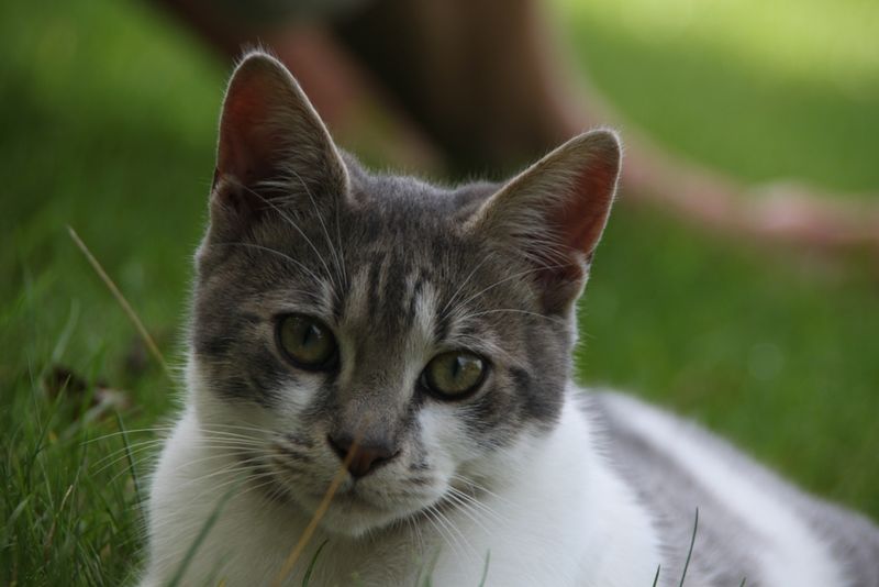 REPONSE DU CHAT DES CHAMPS AU CHAT DES VILLES