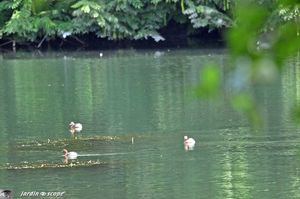 Le Loiret et sa faune