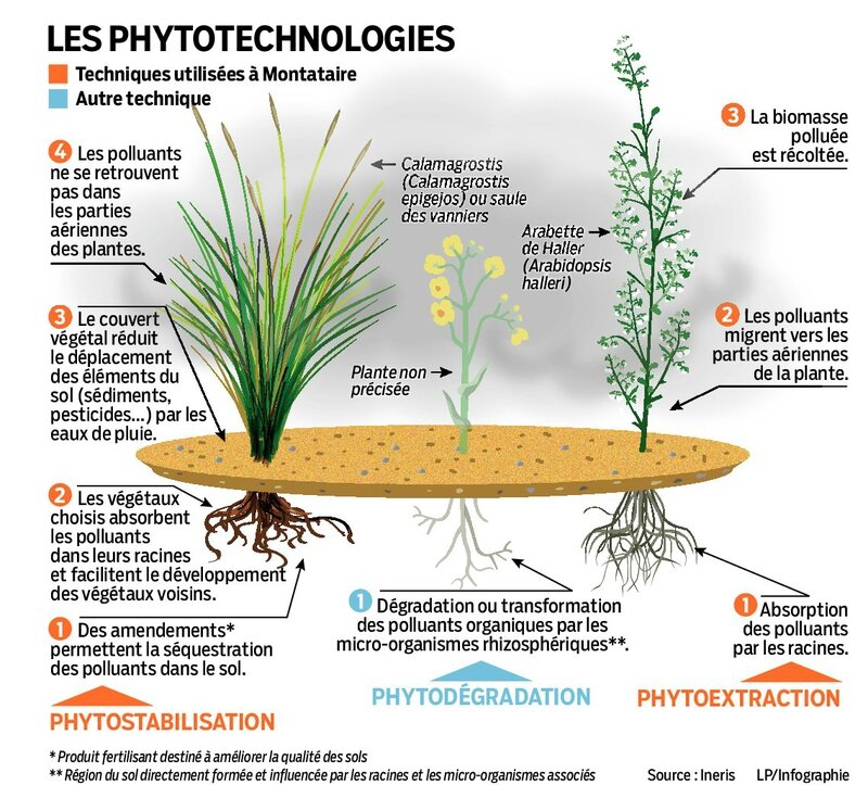 phyto-images