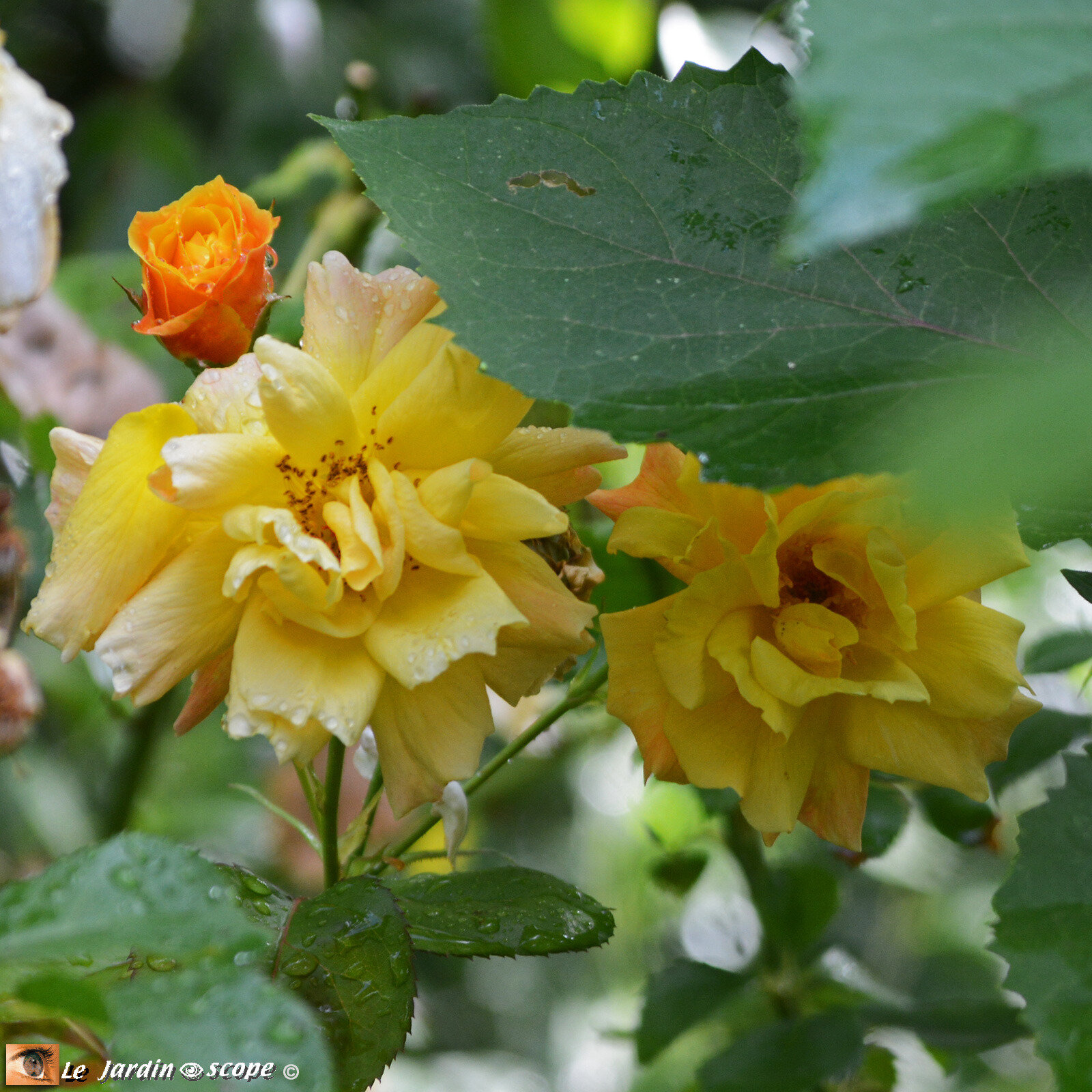 Rosa 'Pierre Perret'