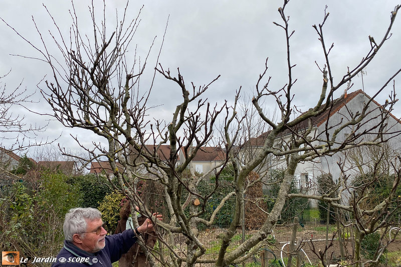 Taille-des-fruitiers-en-fin-d'hiver