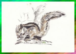 Surendranagar, écureuil