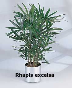 rhapisexcelsaod9