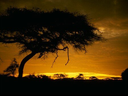 460023___Acacia_tree_at_sunset__Kenya