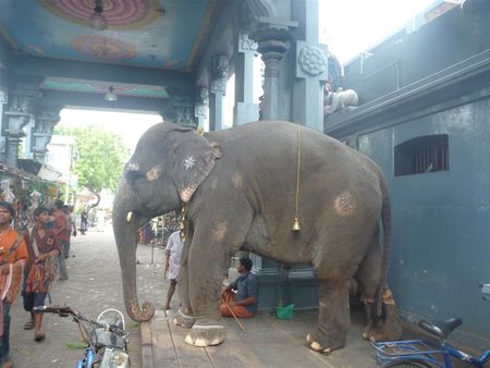 elephant_temple__Large_