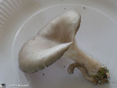 Pleurote
