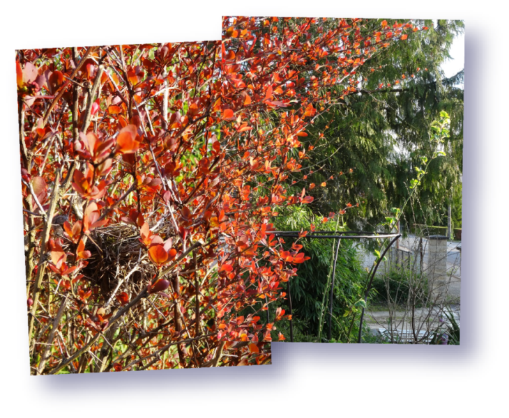 berberis en feuilles