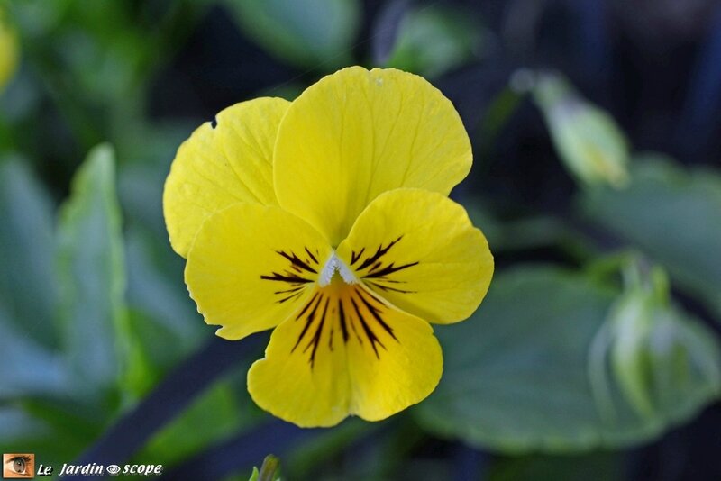 Viola cornuta 1