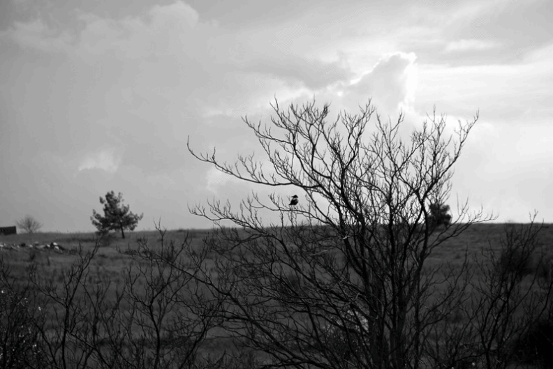 NATURE OISEAUX