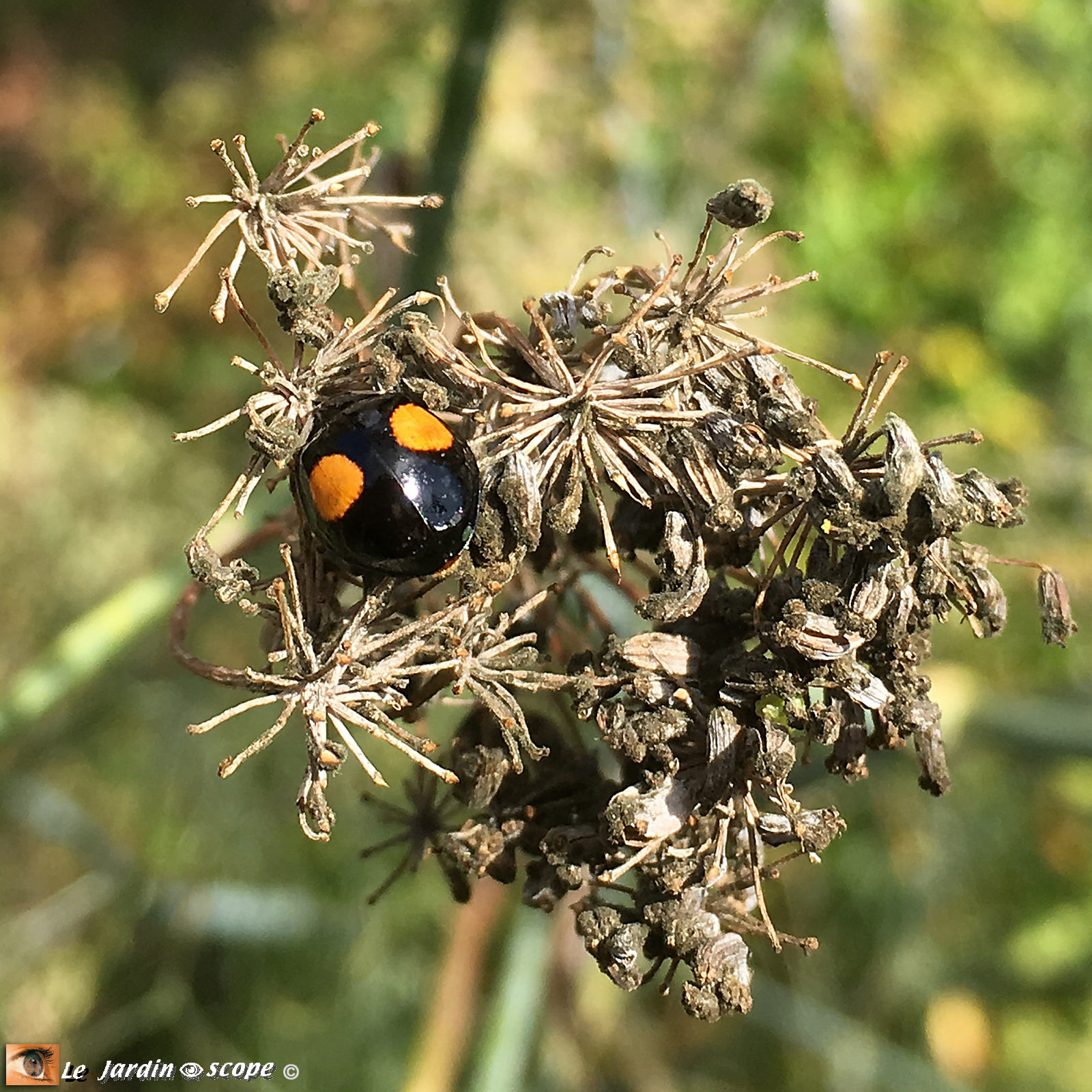 Une de nos coccinelles les plus efficaces contre les pucerons Le