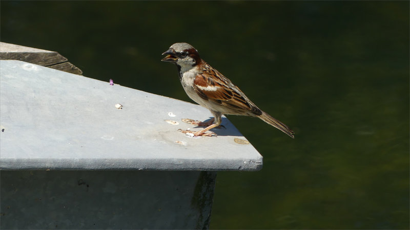 Oiseau moineau chaleur bec ouvert 1