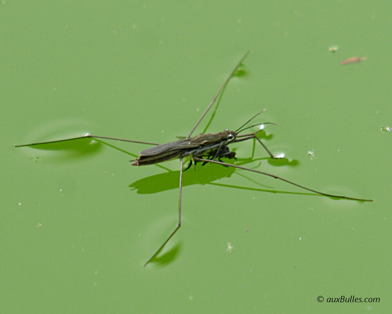 insectes-gerris-araignee-eau-water-strider-04