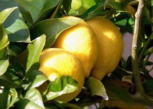 citronbranche