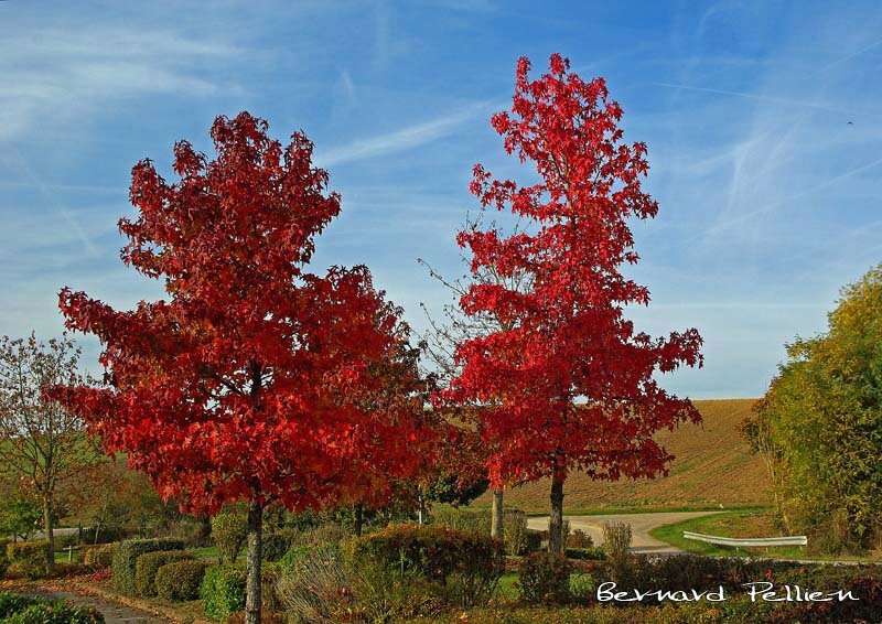 20161101_nature_paysage_automne_10