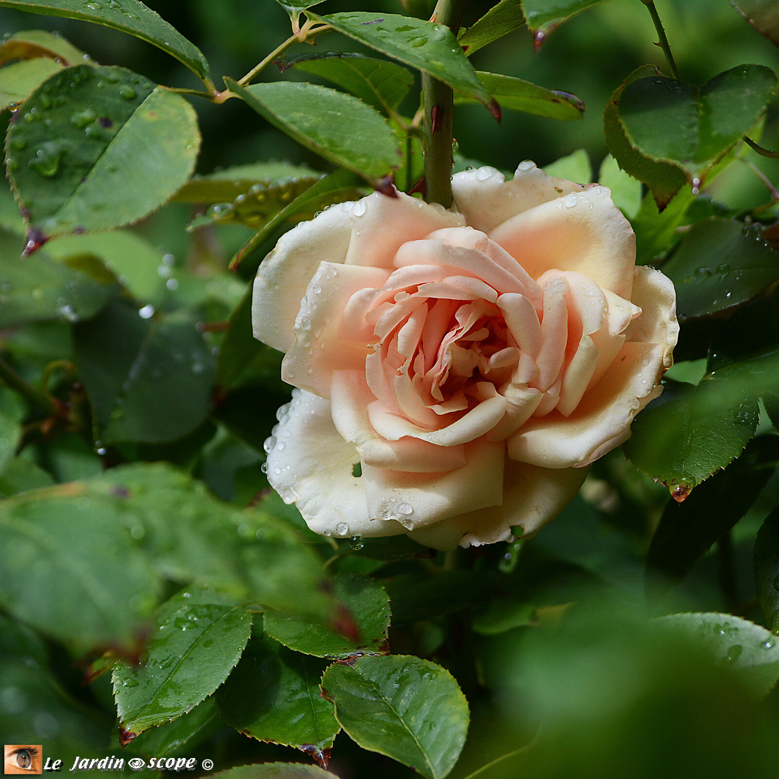 Rosa 'Rêve d'Or'