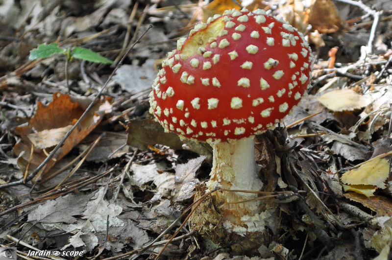 Amanite Tue-Mouches • Amanita muscaria var. flavivolvata