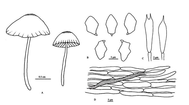Entoloma-bisporum-fig4