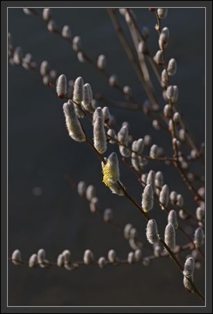 QM_fleurs_bourgeons_050310