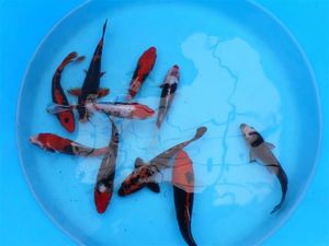 arrivage-poissons-bassin-140