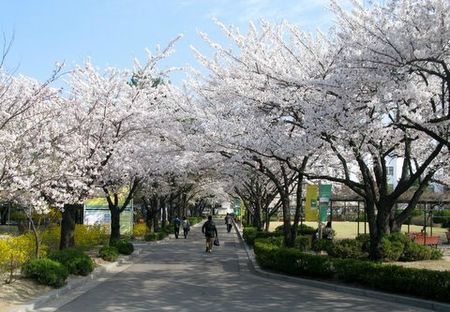 cherry-blossom-in-seoul1