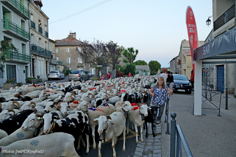 Photos JMP©Koufra 12 - Le Caylar - Transhumance - 25062019 - 0024